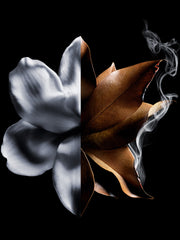 L'INTERDIT ABSOLU - SET